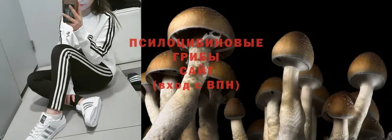 где купить   Ртищево  Галлюциногенные грибы ЛСД 